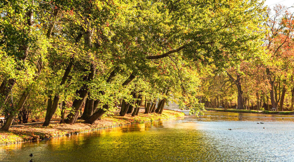 Trees-by-water